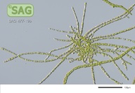 Stigeoclonium aestivale