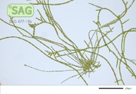 Stigeoclonium aestivale