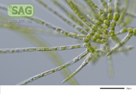 Stigeoclonium aestivale