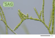 Stigeoclonium aestivale