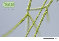 Stigeoclonium aestivale
