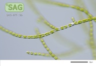 Stigeoclonium aestivale