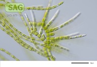 Stigeoclonium aestivale