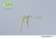 Stigeoclonium aestivale