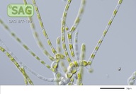 Stigeoclonium aestivale
