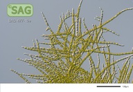 Stigeoclonium farctum
