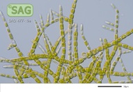 Stigeoclonium farctum