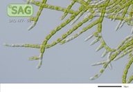 Stigeoclonium farctum
