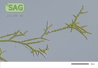 Stigeoclonium farctum