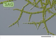 Stigeoclonium farctum