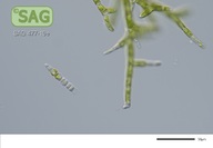 Stigeoclonium farctum