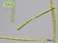 Genicularia spirotaenia