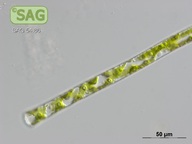 Genicularia spirotaenia
