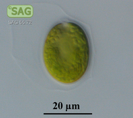 Microglena monadina