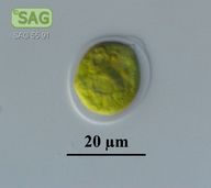 Microglena coccifera