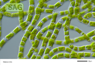 Ulothrix mucosa