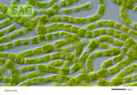 Ulothrix mucosa