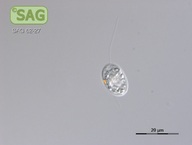 Hyalomonas oviformis