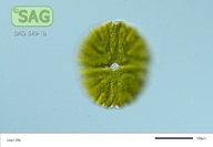 Micrasterias thomasiana
