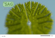Micrasterias thomasiana