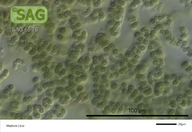 Nostoc punctiforme