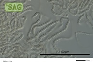 Nostoc punctiforme