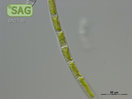 Klebsormidium elegans