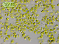 Chlamydomonas moewusii