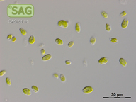 Chlamydomonas moewusii