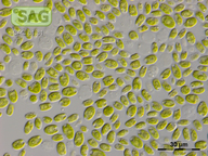Chlamydomonas moewusii