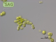 Heterococcus viridis