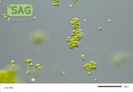 Heterococcus viridis