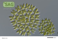 Pediastrum duplex