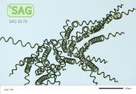Arthrospira platensis