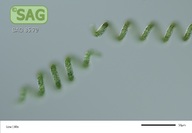 Arthrospira platensis