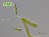 Ophiocytium maius