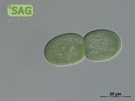 Cyanothece aeruginosa