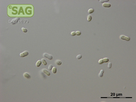 Synechococcus cedrorum