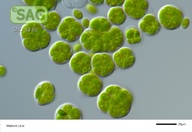 Tetracystis aeria