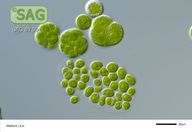 Tetracystis aeria