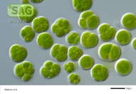 Tetracystis aeria