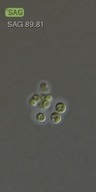 Mychonastes huancayensis