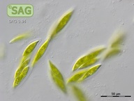 Elakatothrix viridis