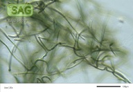 Tolypothrix tenuis