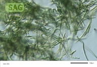 Tolypothrix tenuis