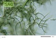 Tolypothrix tenuis