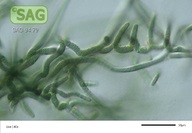 Tolypothrix tenuis