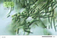Tolypothrix tenuis