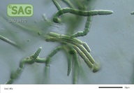 Tolypothrix tenuis