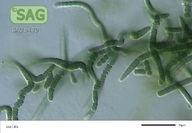 Tolypothrix tenuis